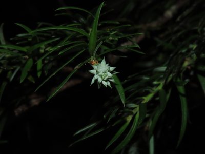 Saxegothaea conspicua, photographed by Nicolás Lavandero