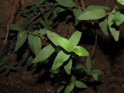 Baccharis racemosa, photographed by Nicolás Lavandero