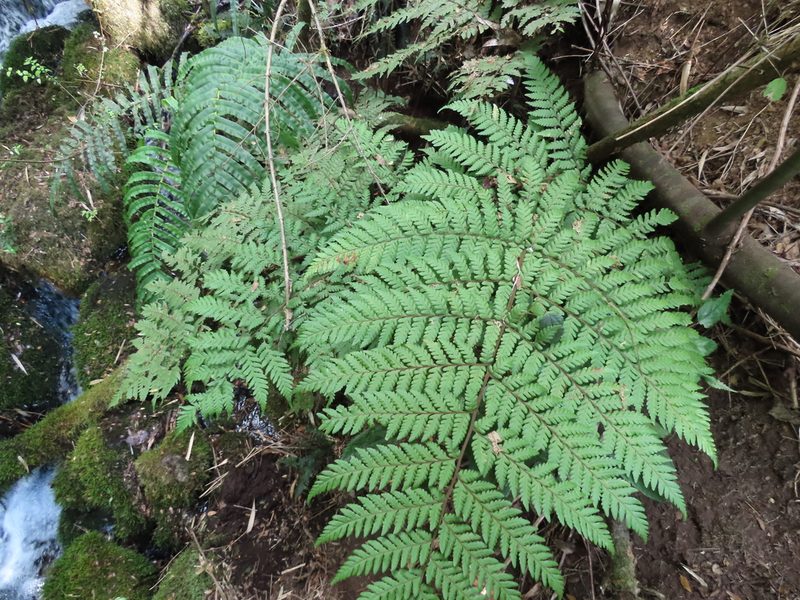 Megalastrum spectabile, photographed by Nicolás Lavandero