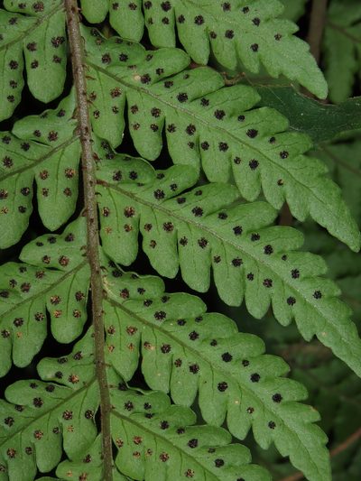 Megalastrum spectabile, photographed by Nicolás Lavandero