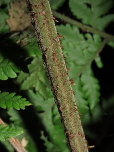 Megalastrum spectabile, photographed by Nicolás Lavandero