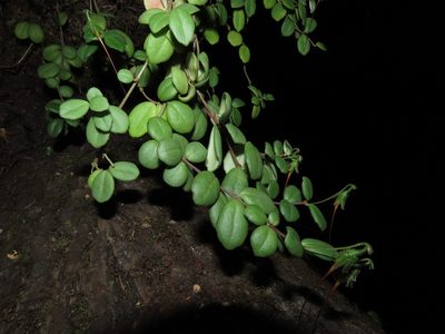Sarmienta scandens, photographed by Nicolás Lavandero