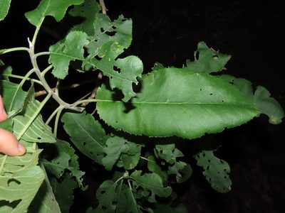 Acrisione denticulata, photographed by Nicolás Lavandero