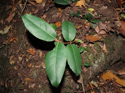 Hydrangea serratifolia, photographed by Nicolás Lavandero