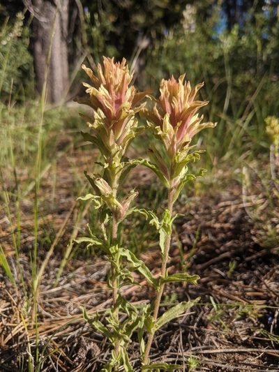 Castilleja chlorotica, photographed by Edward Cope