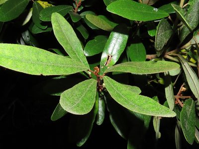 Aextoxicon punctatum, photographed by Nicolás Lavandero