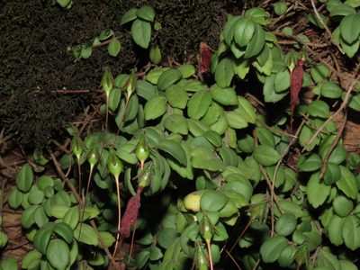 Sarmienta scandens, photographed by Nicolás Lavandero