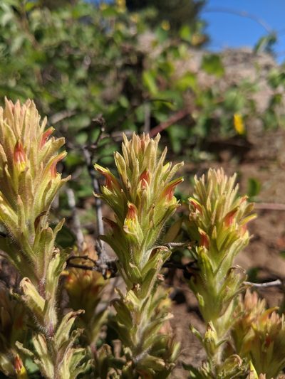 Castilleja chlorotica, photographed by Edward Cope