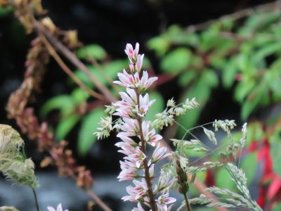 Francoa appendiculata, photographed by Nicolás Lavandero