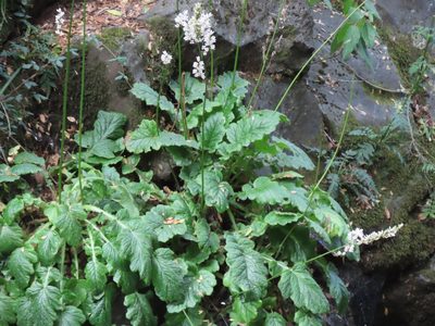Francoa appendiculata, photographed by Nicolás Lavandero