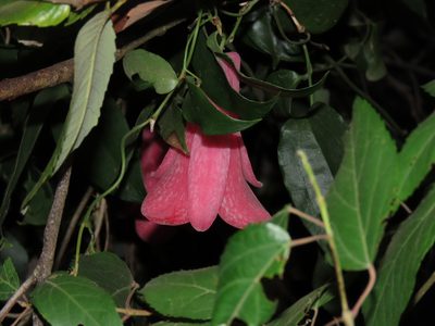Lapageria rosea, photographed by Nicolás Lavandero