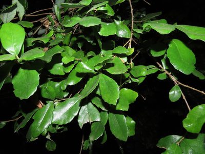 Lomatia dentata, photographed by Nicolás Lavandero