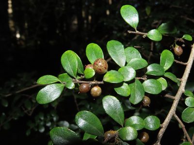 Azara microphylla, photographed by Nicolás Lavandero