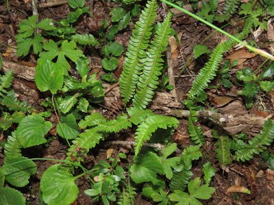 Austroblechnum microphyllum, photographed by Nicolás Lavandero