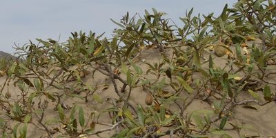 Morisonia scabrida, photographed by Zac Peterson