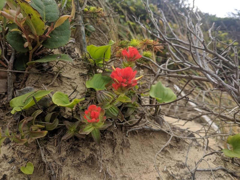 Castilleja litoralis, photographed by Edward Cope