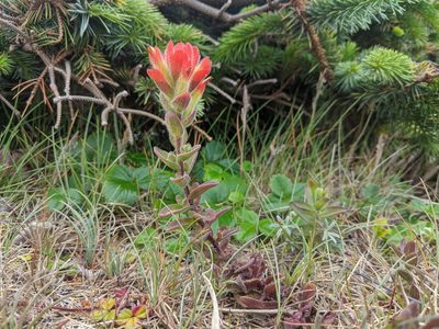 Castilleja mendocinensis, photographed by Edward Cope