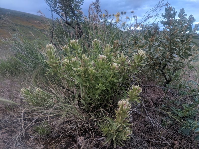 Castilleja xanthotricha, photographed by Edward Cope