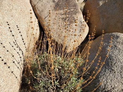 Salvia vaseyi, photographed by Bob Miller