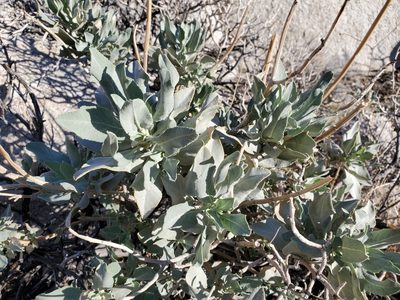 Salvia vaseyi, photographed by Bob Miller