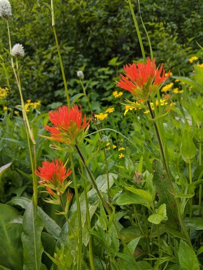 Castilleja suksdorfii, photographed by Edward Cope