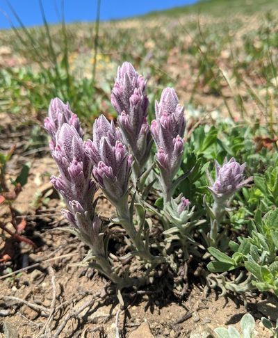 Castilleja schizotricha, photographed by Edward Cope