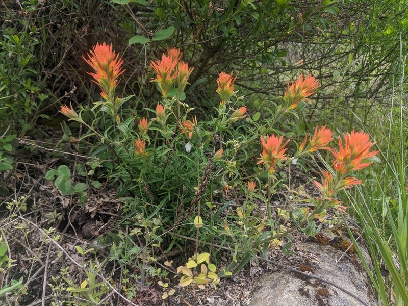 Castilleja pruinosa, photographed by Edward Cope