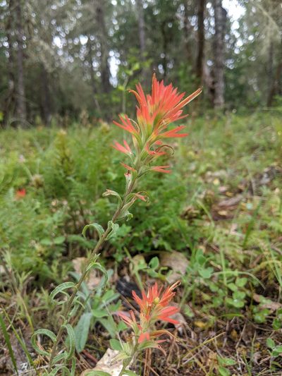 Castilleja pruinosa, photographed by Edward Cope