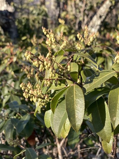 Pieris floribunda, photographed by er-birds