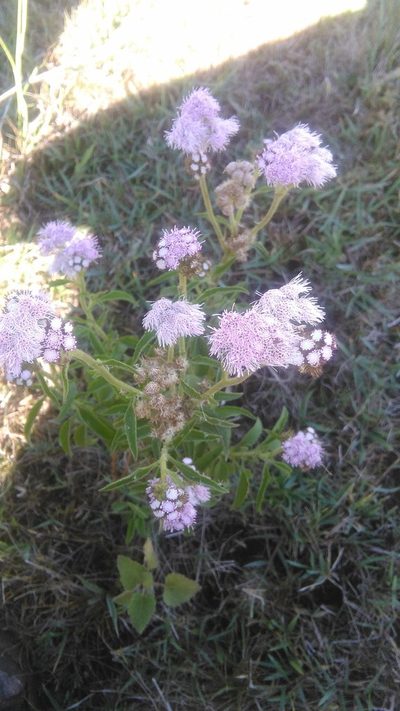Barrosoa candolleana, photographed by Bahiano Ayala
