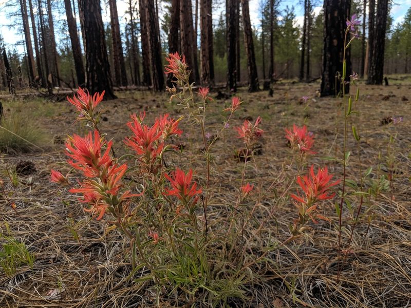 Castilleja peckiana, photographed by Edward Cope