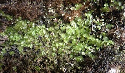 Hymenophyllum minimum, photographed by Peter de Lange