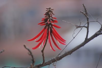Erythrina americana, photographed by Leslie Alanís