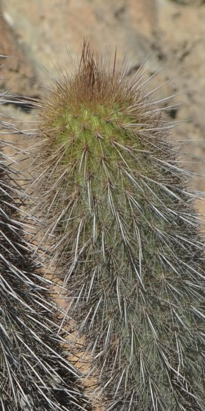 Haageocereus versicolor, photographed by Zac Peterson