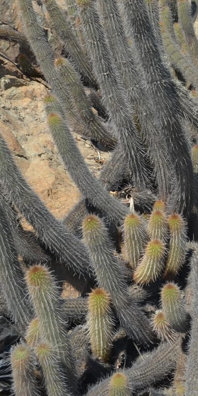 Haageocereus versicolor, photographed by Zac Peterson