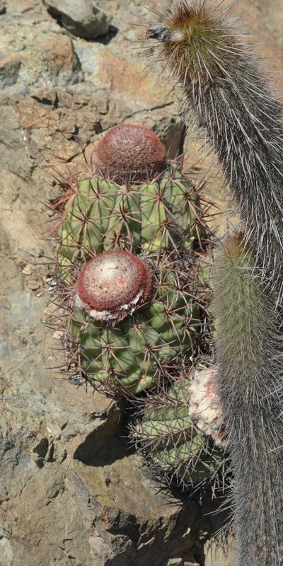 Melocactus peruvianus, photographed by Zac Peterson