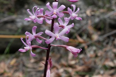 Dipodium roseum, photographed by Kate Hocking