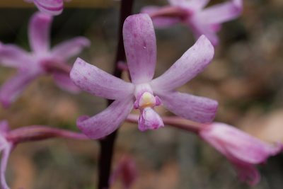 Dipodium roseum, photographed by Kate Hocking