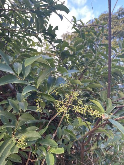 Embelia ribes, photographed by Yj