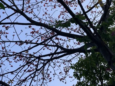 Bombax ceiba, photographed by TonyT