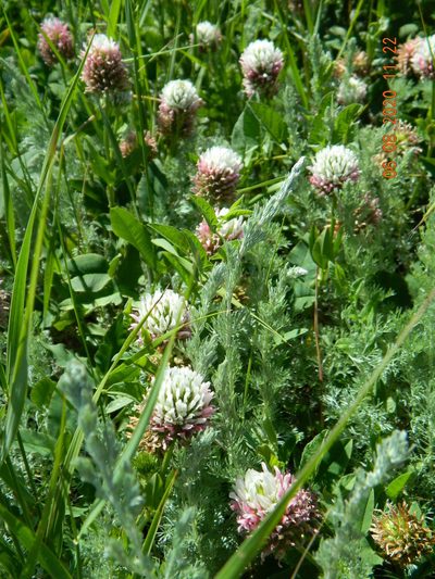 Trifolium ambiguum, photographed by Galyna Mykytynets