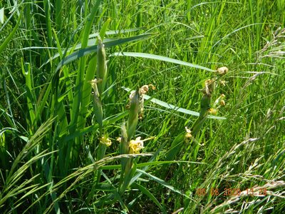 Iris halophila, photographed by Galyna Mykytynets