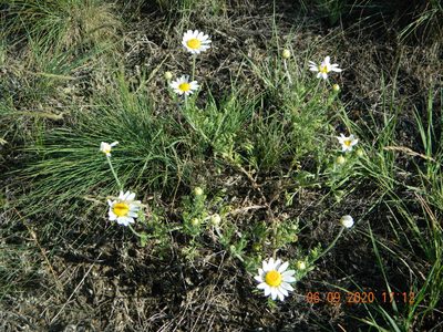 Anthemis ruthenica, photographed by Galyna Mykytynets