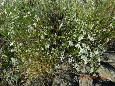 Cynanchica tephrocarpa, photographed by Galyna Mykytynets