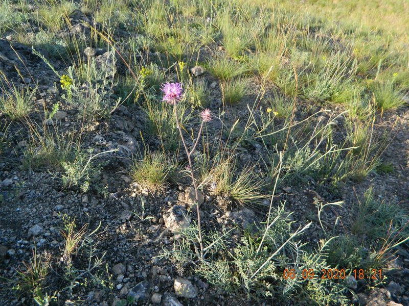 Jurinea ewersmannii, photographed by Galyna Mykytynets