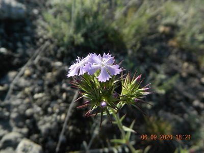 Dianthus pseudarmeria, photographed by Galyna Mykytynets