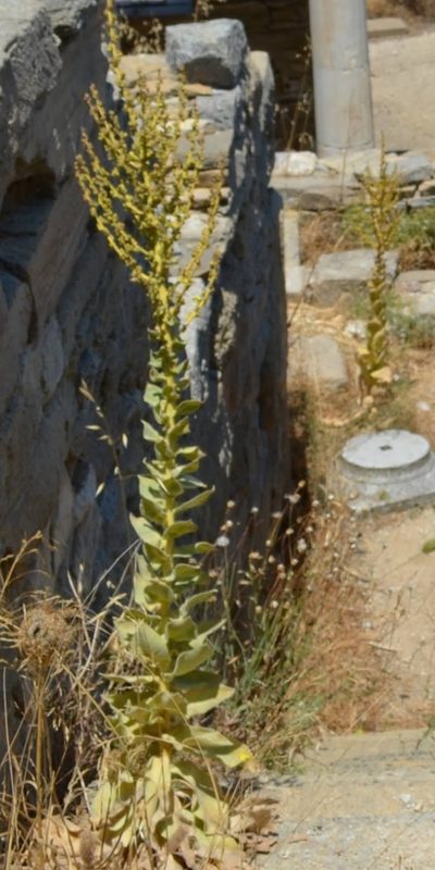Verbascum lasianthum, photographed by Zac Peterson