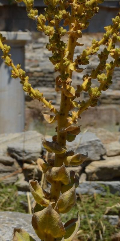 Verbascum lasianthum, photographed by Zac Peterson