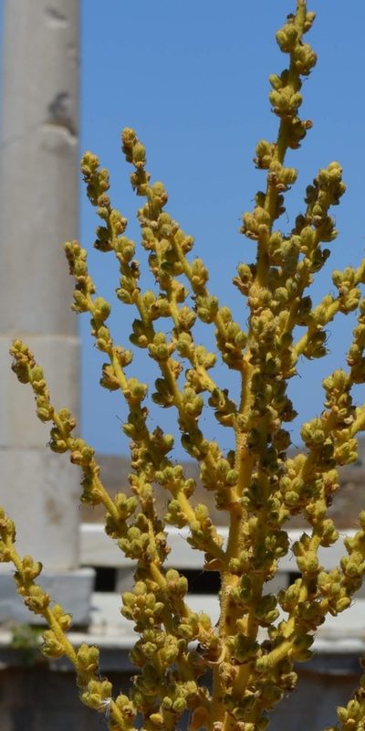 Verbascum lasianthum, photographed by Zac Peterson