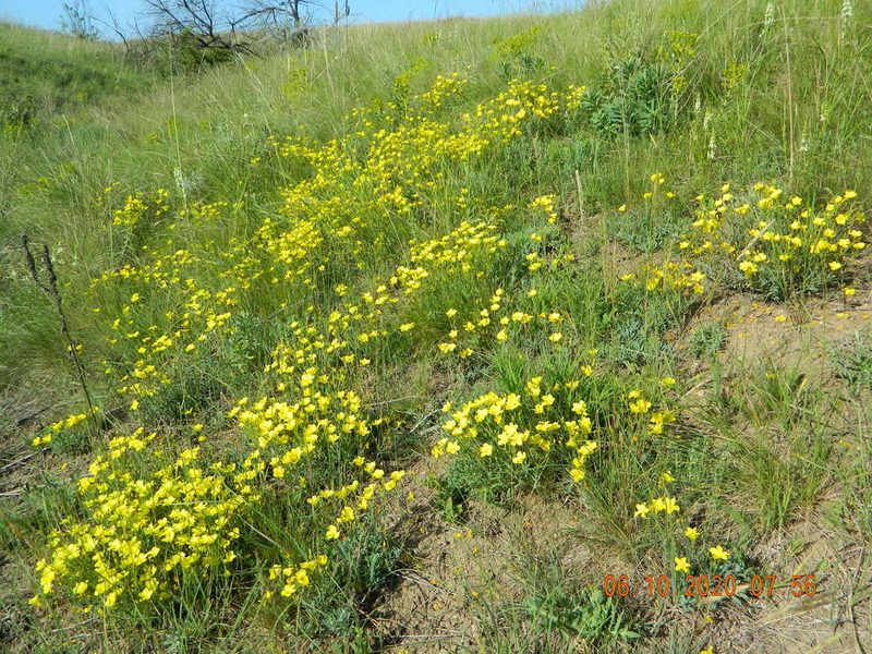 Linum czernjajevii, photographed by Galyna Mykytynets